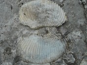 Uolienose gausu fosilijų
