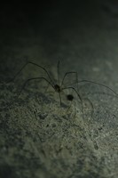 Šienpjovys Opiliones sp.