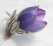 Velykos ant Karabi