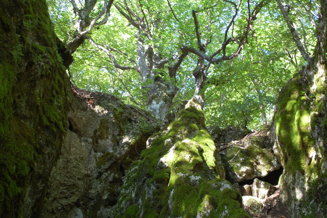 Paveikslėlis