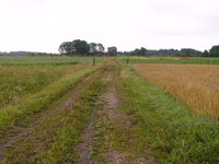Laiconų vienkemis -  kelio gale