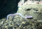 Proteus anquinus