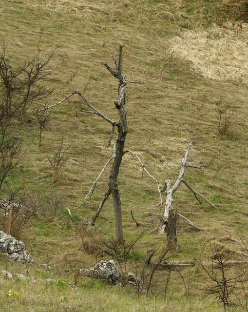 Paveikslėlis