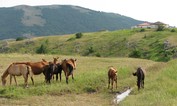 Karabi standartas