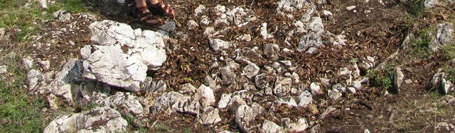 Paveikslėlis
