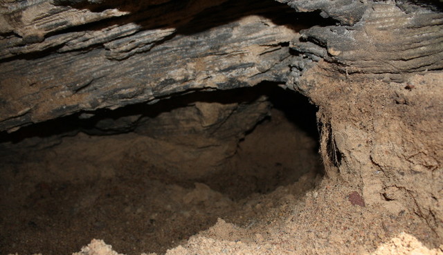 Paveikslėlis