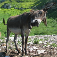 Juokingiausia nuotrauka