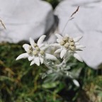 Edelveisai
