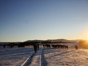 Arkliai Karabi lieka žiemoti