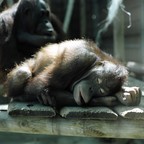 Siesta