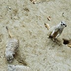 Speleologai