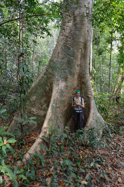 Big trees