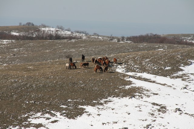 Šiandien arklių negirdysime