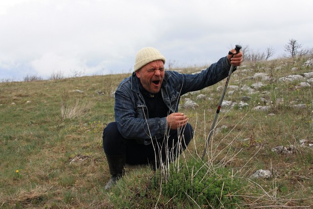 Didžioji skruzdėda (Myrmecophaga tridactyla).