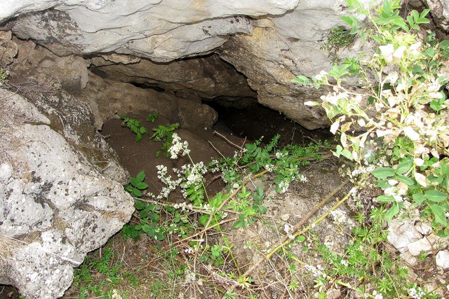 Perspektyvus urvas Slezinka (ašarėlė) -60m